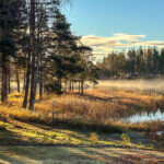 Morgennebel